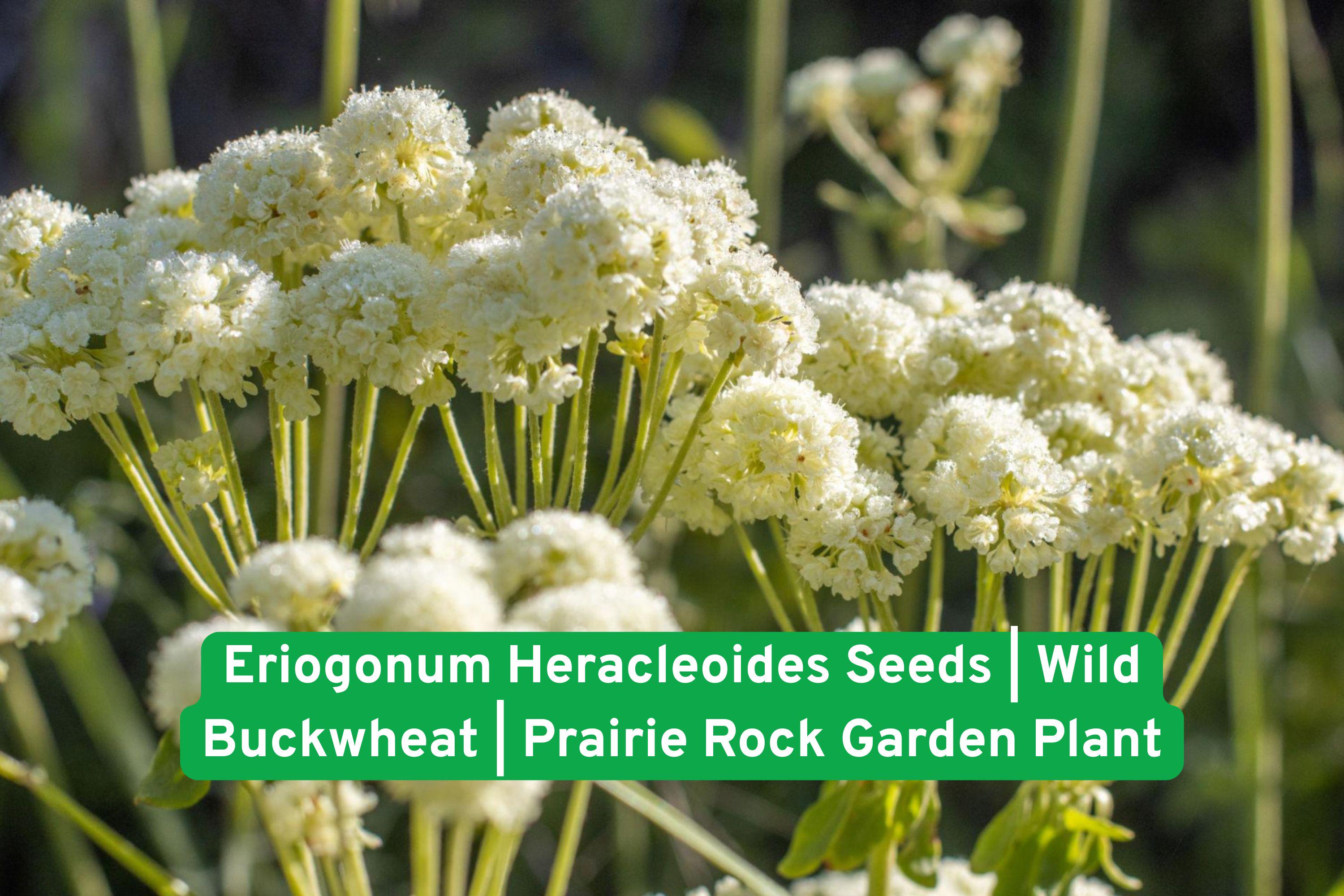 Eriogonum Heracleoides Seeds | Wild Buckwheat Prairie Perennial for Rock Gardens & Drought Tolerance