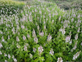 American Germander Seeds – Teucrium Canadense Native Perennial for Pollinator Gardens, Wildflower, Lavender-Pink Blooms
