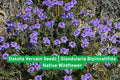 Dakota Vervain Seeds, Glandularia bipinnatifida, Native Wildflower for Prairie Gardens, Drought Tolerant, Pollinator Friendly