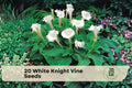 White Knight Vine Seeds, Moonflower, Night Blooming Climber, Ipomoea alba, Tropical Ornamental Vine, Night-Blooming White Flowers
