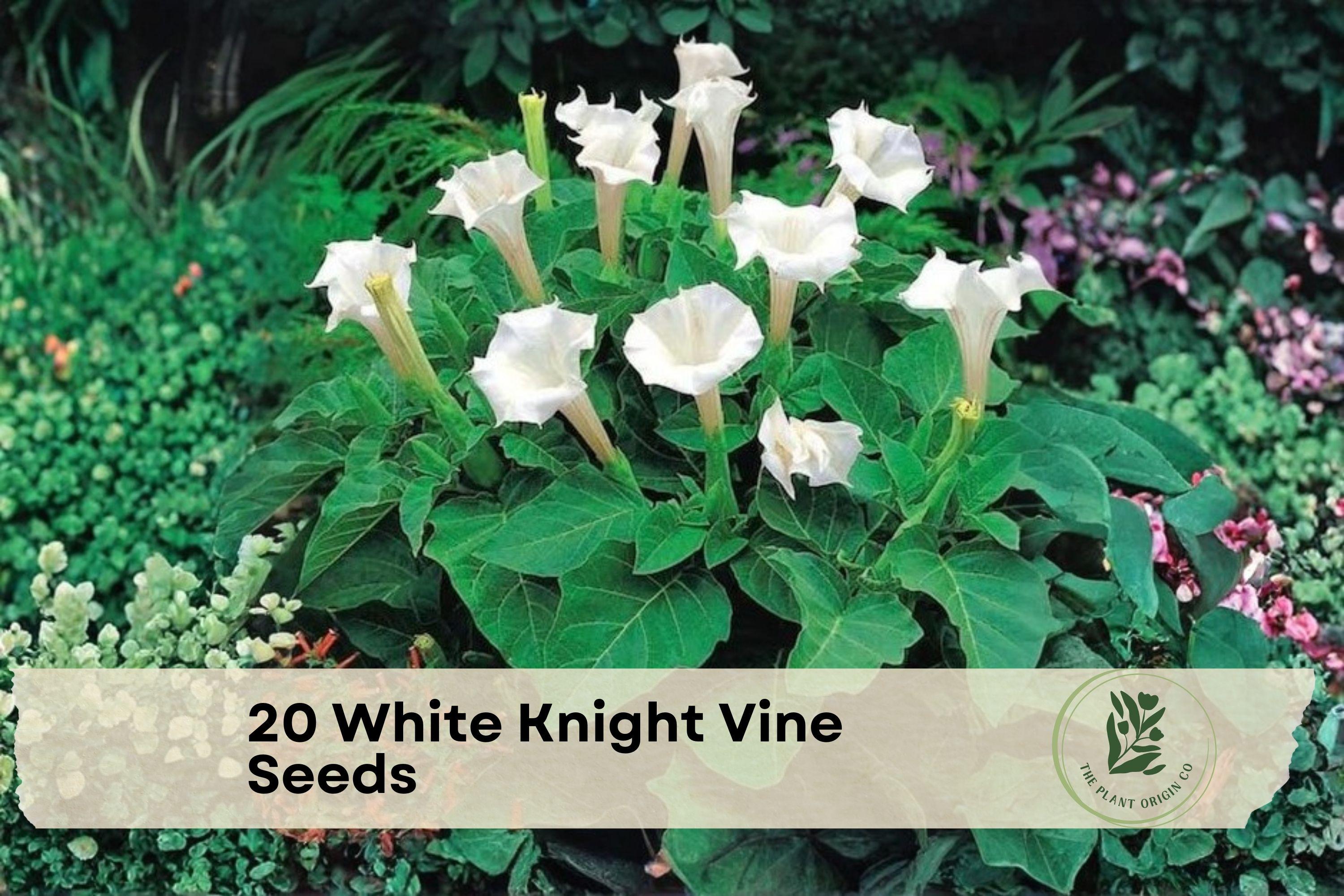 White Knight Vine Seeds, Moonflower, Night Blooming Climber, Ipomoea alba, Tropical Ornamental Vine, Night-Blooming White Flowers