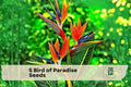 Bird of Paradise Seeds – Strelitzia reginae Tropical Ornamental Flower for Gardens, Containers & Landscaping