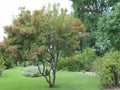 Acer Tataricum Seeds – Cold Hardy Ornamental Tree with Red Fall Foliage, Tatarian Maple, 10 Seeds