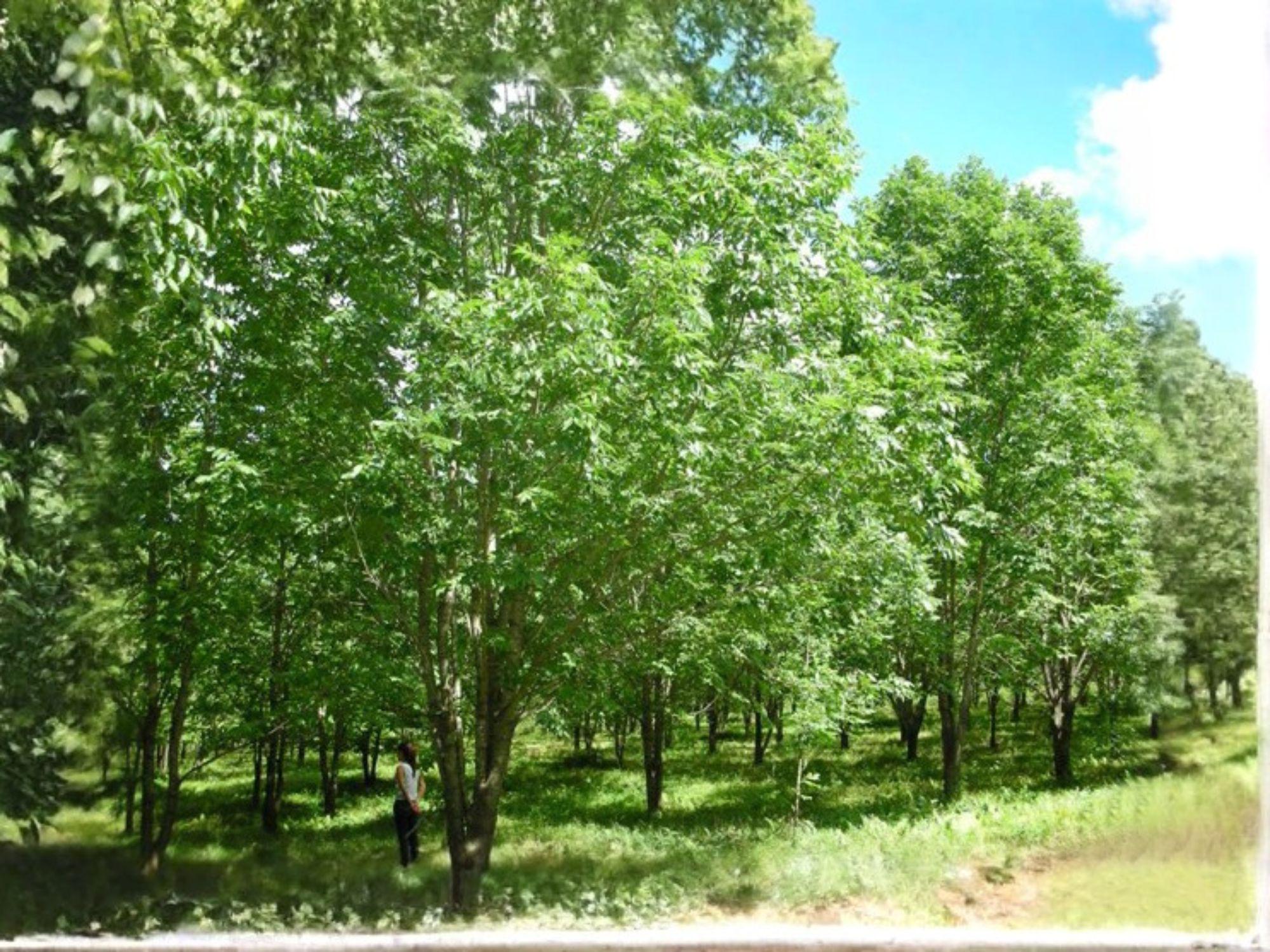 Acer Tegmentosum Seeds – Manchurian Striped Maple Tree, Ornamental Snakebark Maple, Cold Hardy Deciduous Tree, 10 Seeds