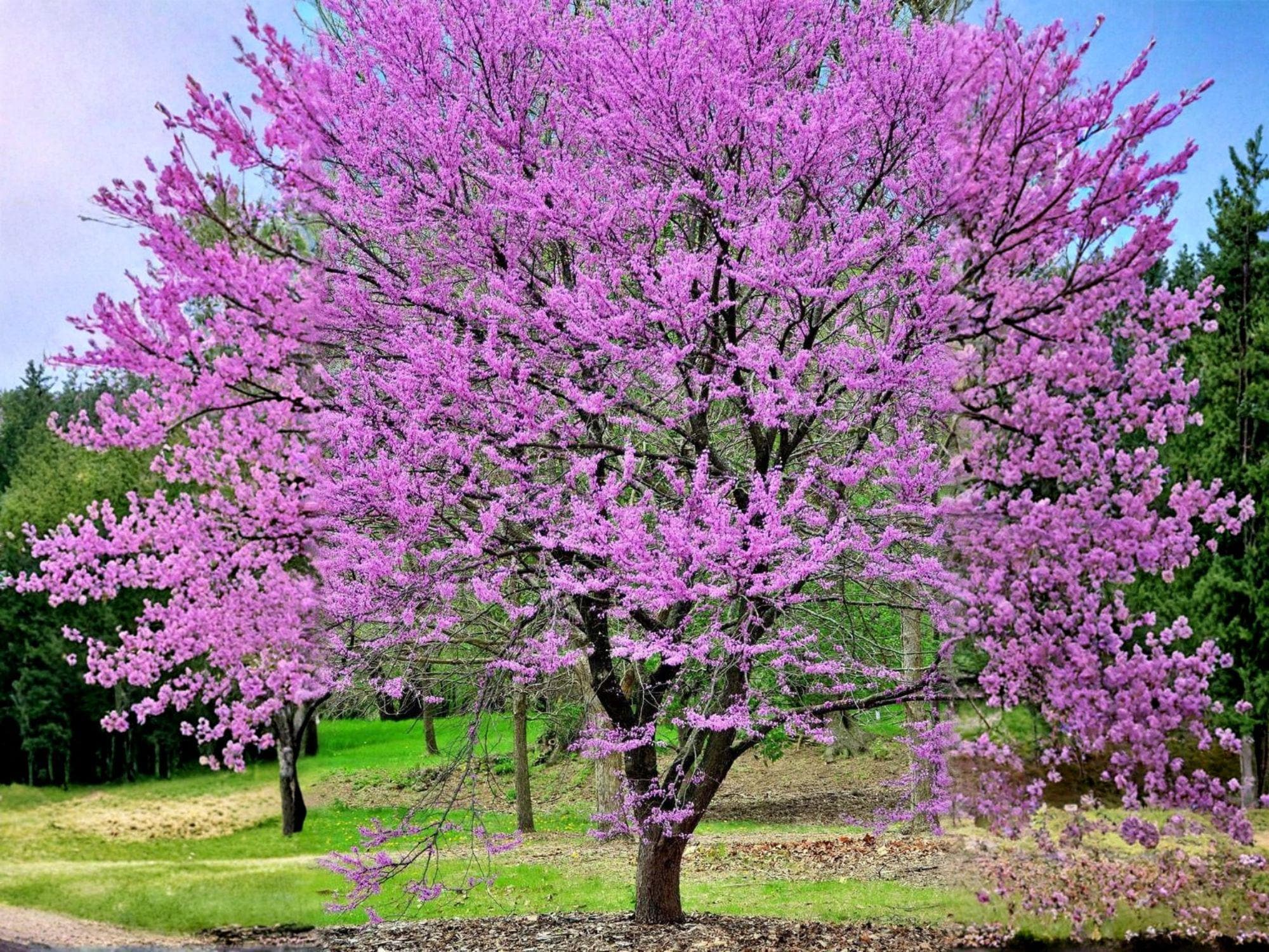 Cercis Gigantea Seeds – Giant Redbud Tree with Pink Blossoms, Ornamental Flowering Tree, Rare Deciduous Plant, 10 Seeds