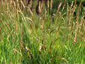 Sweet Vernal Grass Seeds – Fragrant Ornamental Meadow Seeds for Wildflower Gardens, Cottage & Eco-Landscapes (300 Seeds)