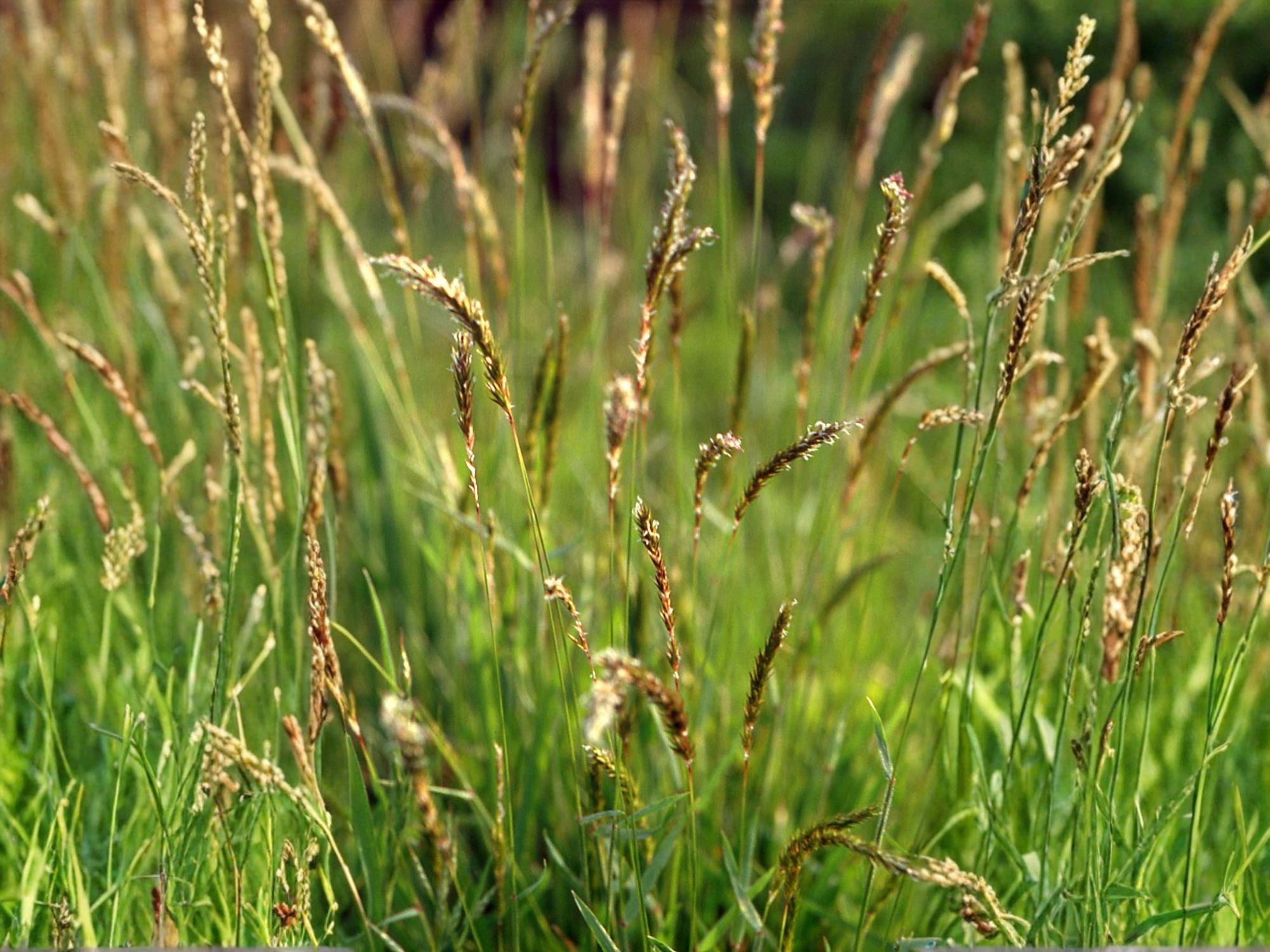 Sweet Vernal Grass Seeds – Fragrant Ornamental Meadow Seeds for Wildflower Gardens, Cottage & Eco-Landscapes (300 Seeds)