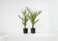 Phoenix Canariensis Seeds – Canary Island Date Palm Tree for Tropical Landscapes, Ornamental Garden, Drought Tolerant, Full Sun