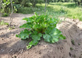 Rhubarb Seeds – 25 Heirloom Victoria Variety for Hardy Perennial Pie Plant, Garden Growing, Green to Red Stalks