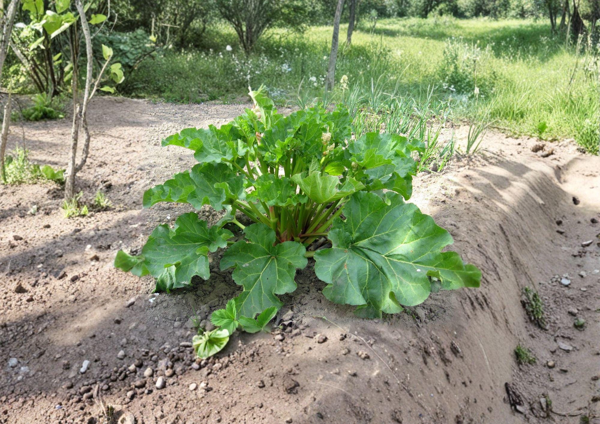 Rhubarb Seeds – 25 Heirloom Victoria Variety for Hardy Perennial Pie Plant, Garden Growing, Green to Red Stalks