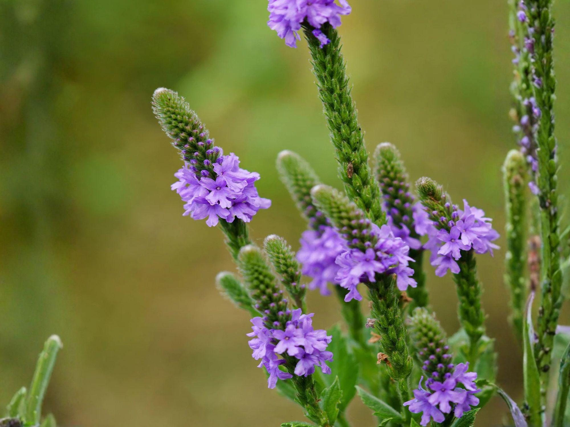 Hoary Vervain Seeds – Native Perennial Wildflower, Lavender-Purple, Attracts Pollinators, Verbena stricta, Prairie & Native Gardens