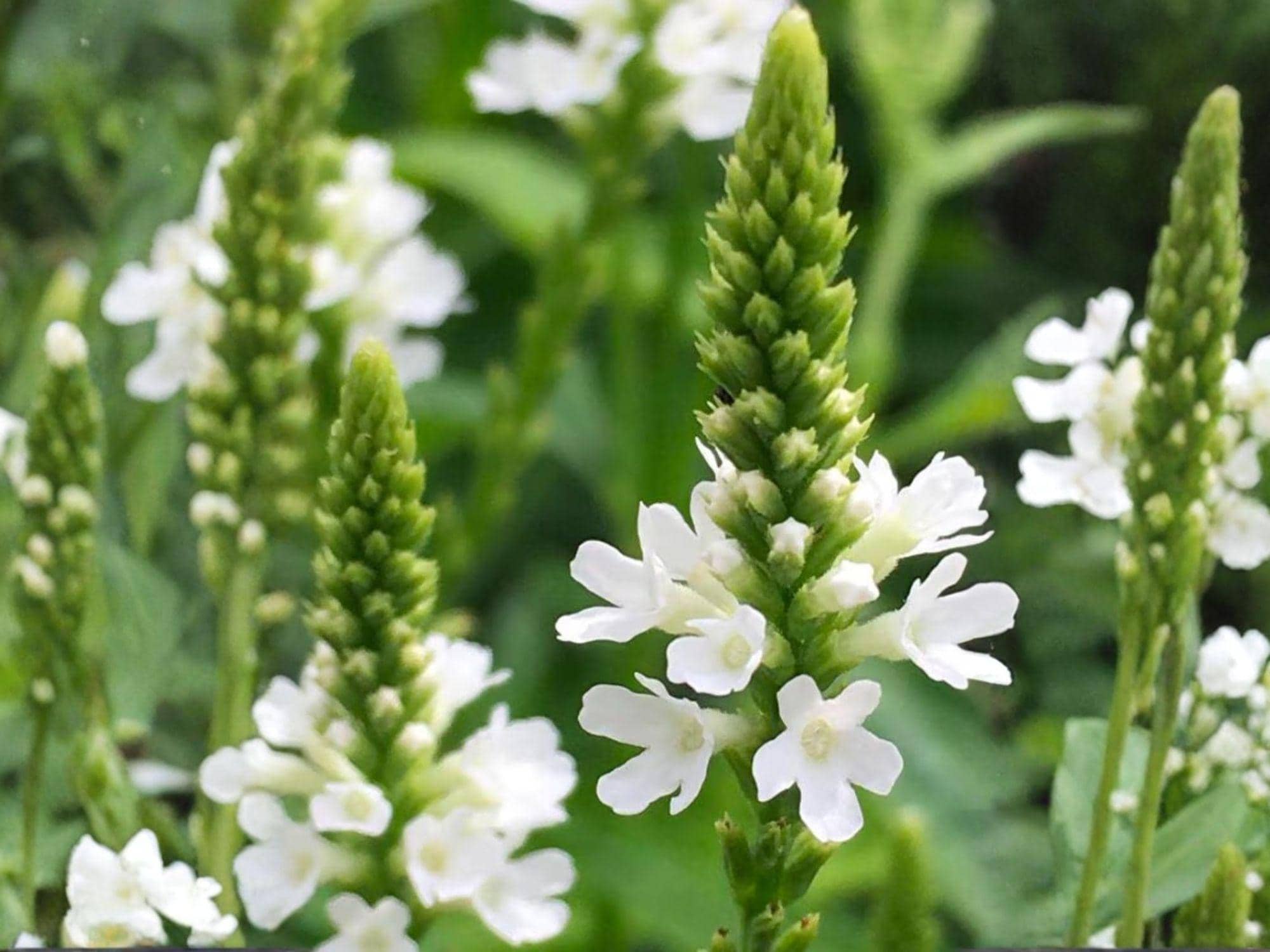 White Vervain Seeds – 100 Native Perennial Wildflower Seeds for Pollinators – Verbena urticifolia