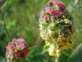 Salad Burnet Seeds - Sanguisorba Minor, Edible Herb, Perennial, 100 Seeds