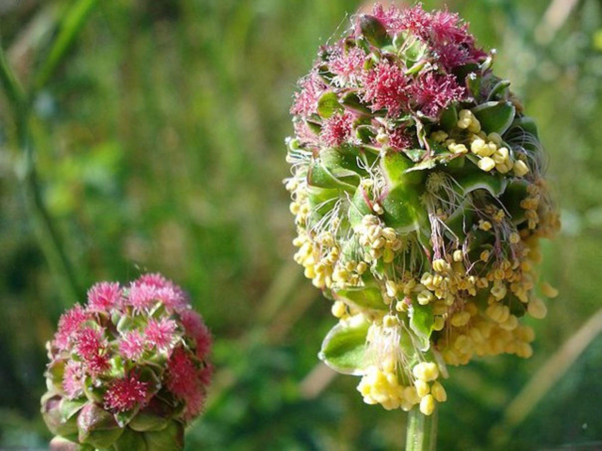 Salad Burnet Seeds - Sanguisorba Minor, Edible Herb, Perennial, 100 Seeds