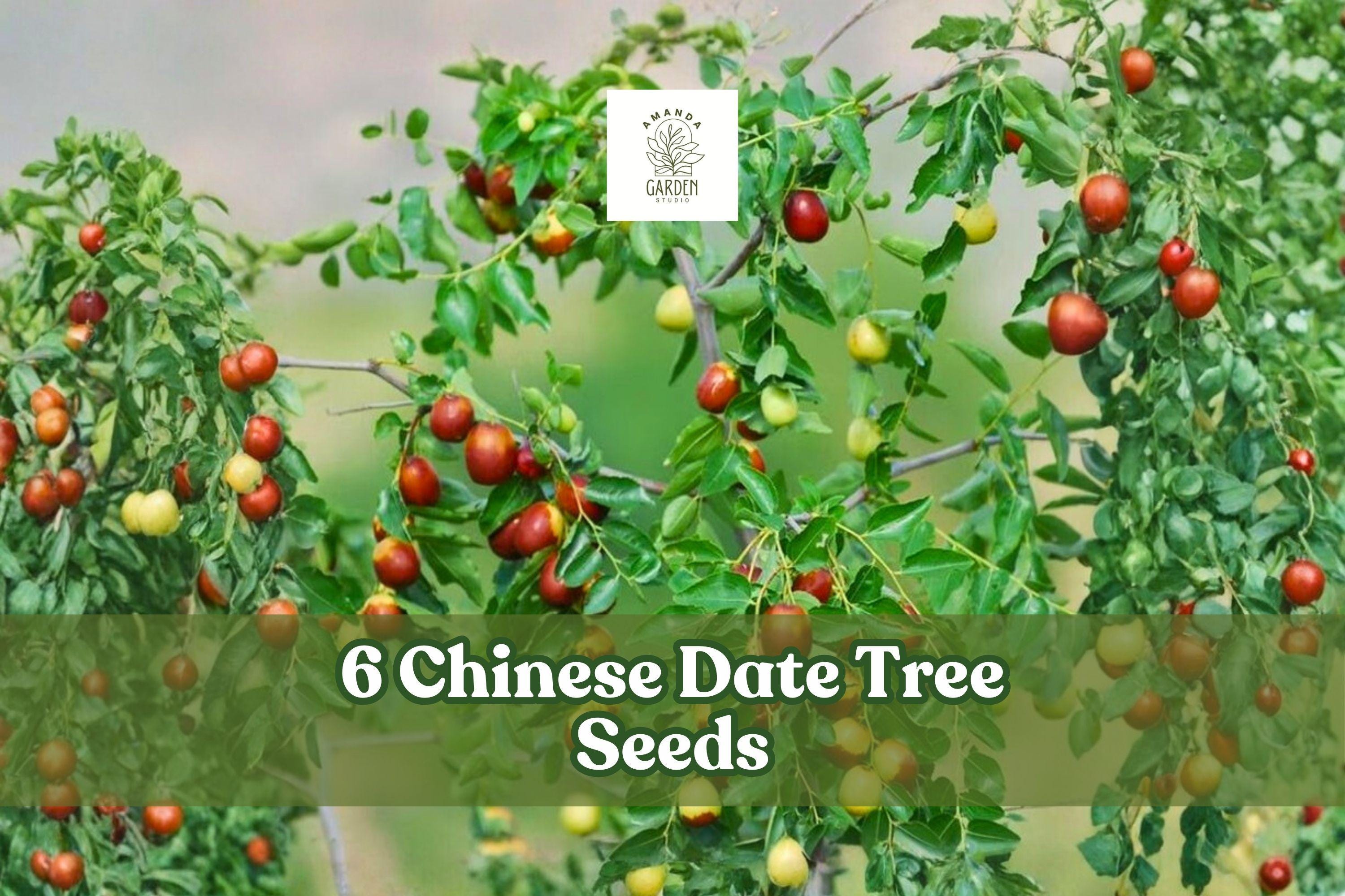 Chinese Date Tree Seeds – Jujube Ziziphus jujuba – Deciduous Fruit Tree for Garden or Orchard Planting