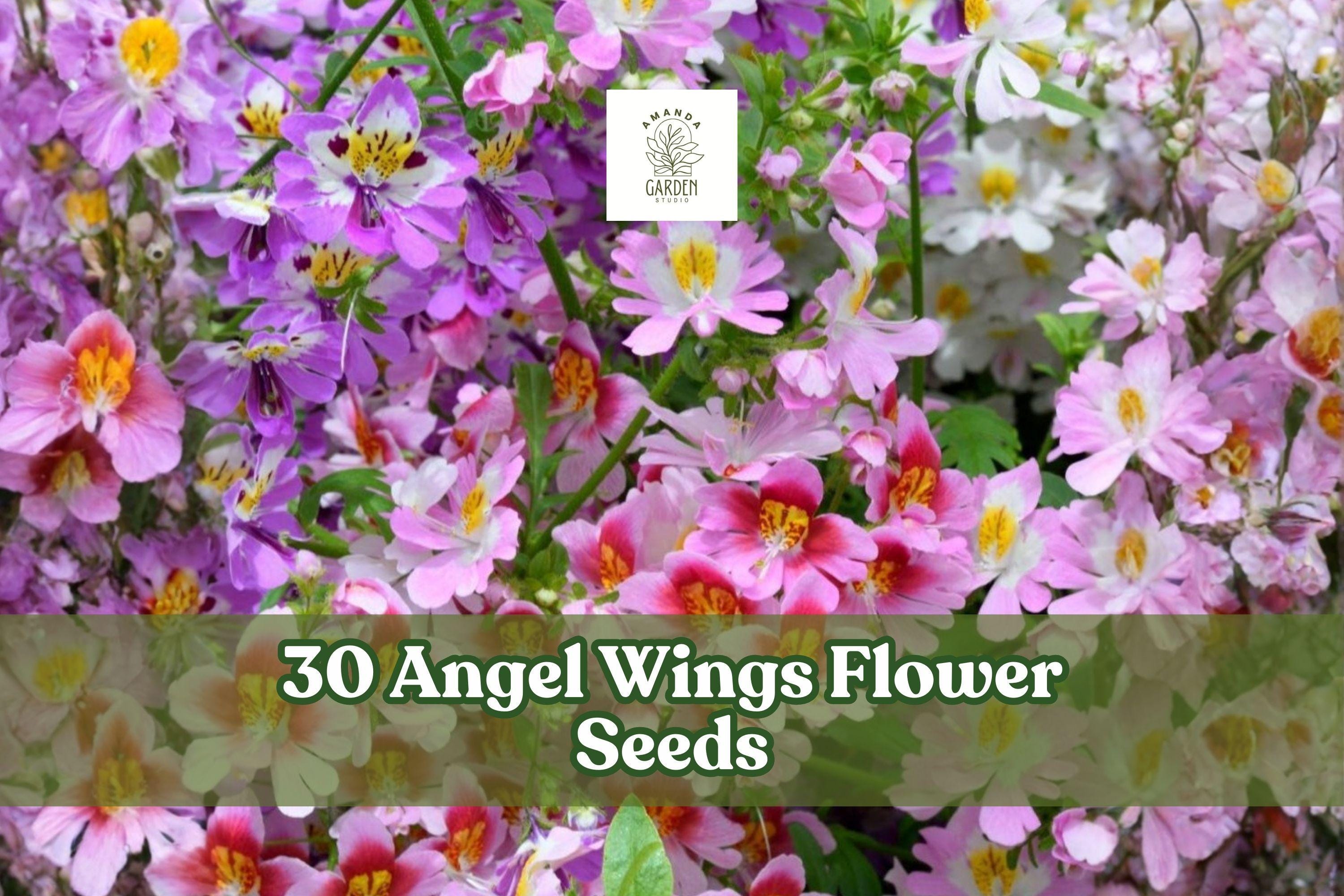 Angel Wings Flower Seeds – 30 Mixed Annuals for Garden Beds & Borders – Butterfly Garden Mix