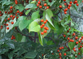 American Bittersweet Seeds – Celastrus scandens, Orange Red Berries, Native Climbing Vine, Fall Color, Wildlife Friendly, 30 Seeds