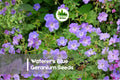 Waterer's Blue Geranium Seeds - Blue-Purple Perennial Flower for Borders, Rock Gardens & Landscaping, Geranium spp.