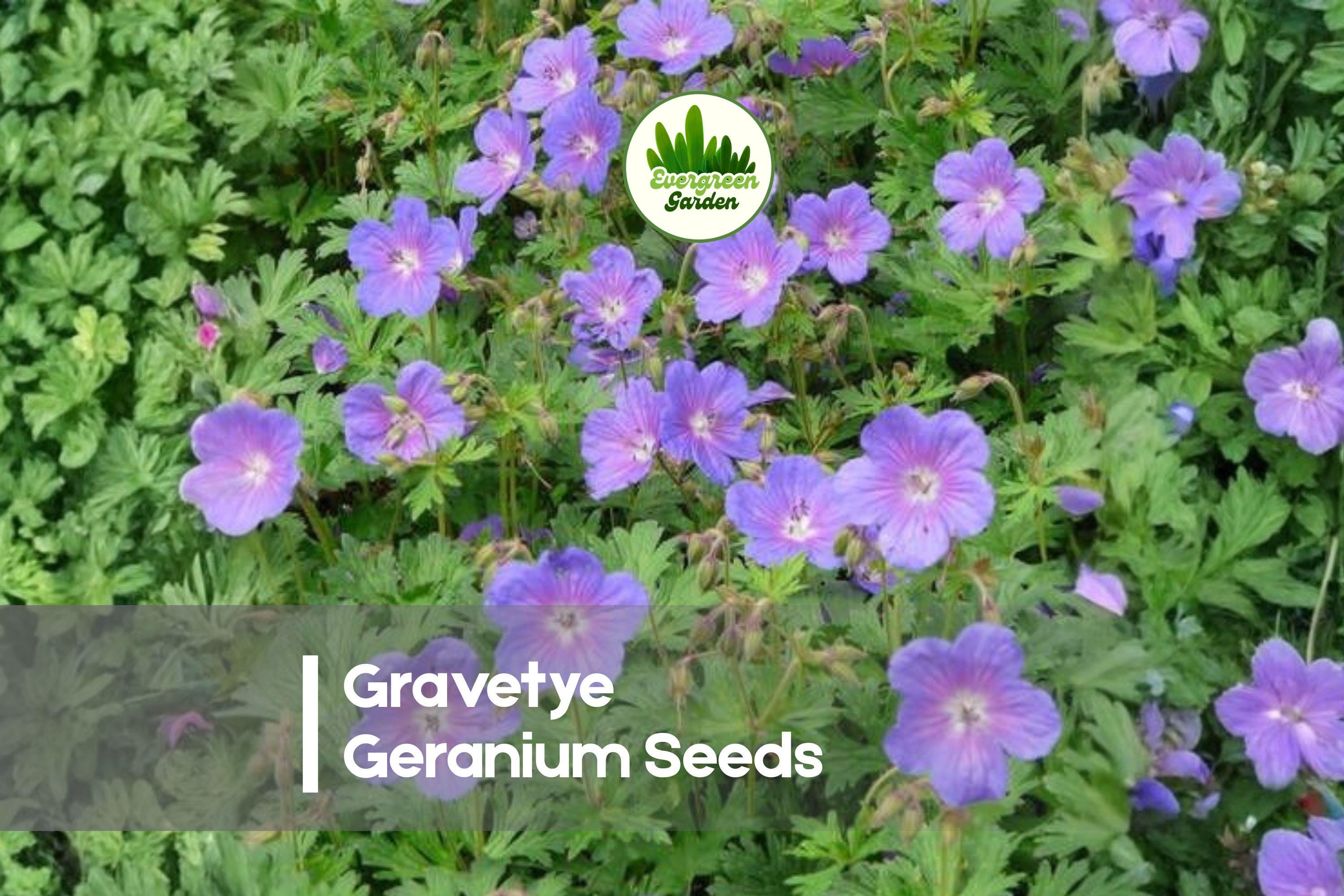 Gravetye Geranium Seeds – Hardy Perennial with Soft Pink Blooms for Borders, Cottage Gardens & Landscaping, 25+ Seeds