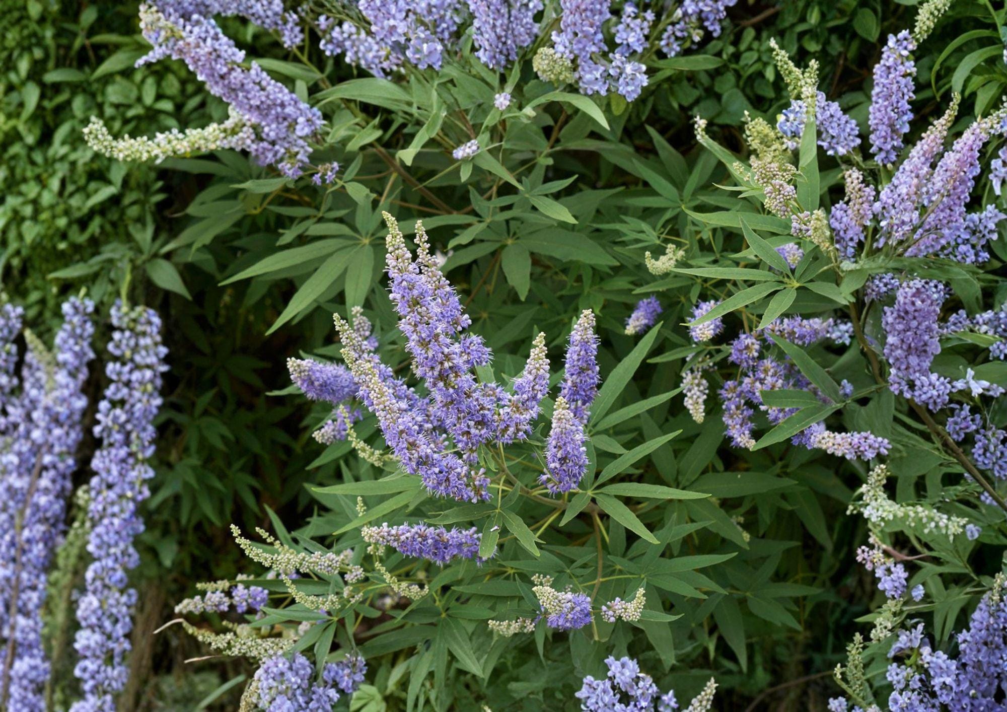 Vitex Agnus Castus Seeds – Fragrant Purple Flowering Shrub for Butterfly Gardens, Ornamental Drought-Tolerant Plant