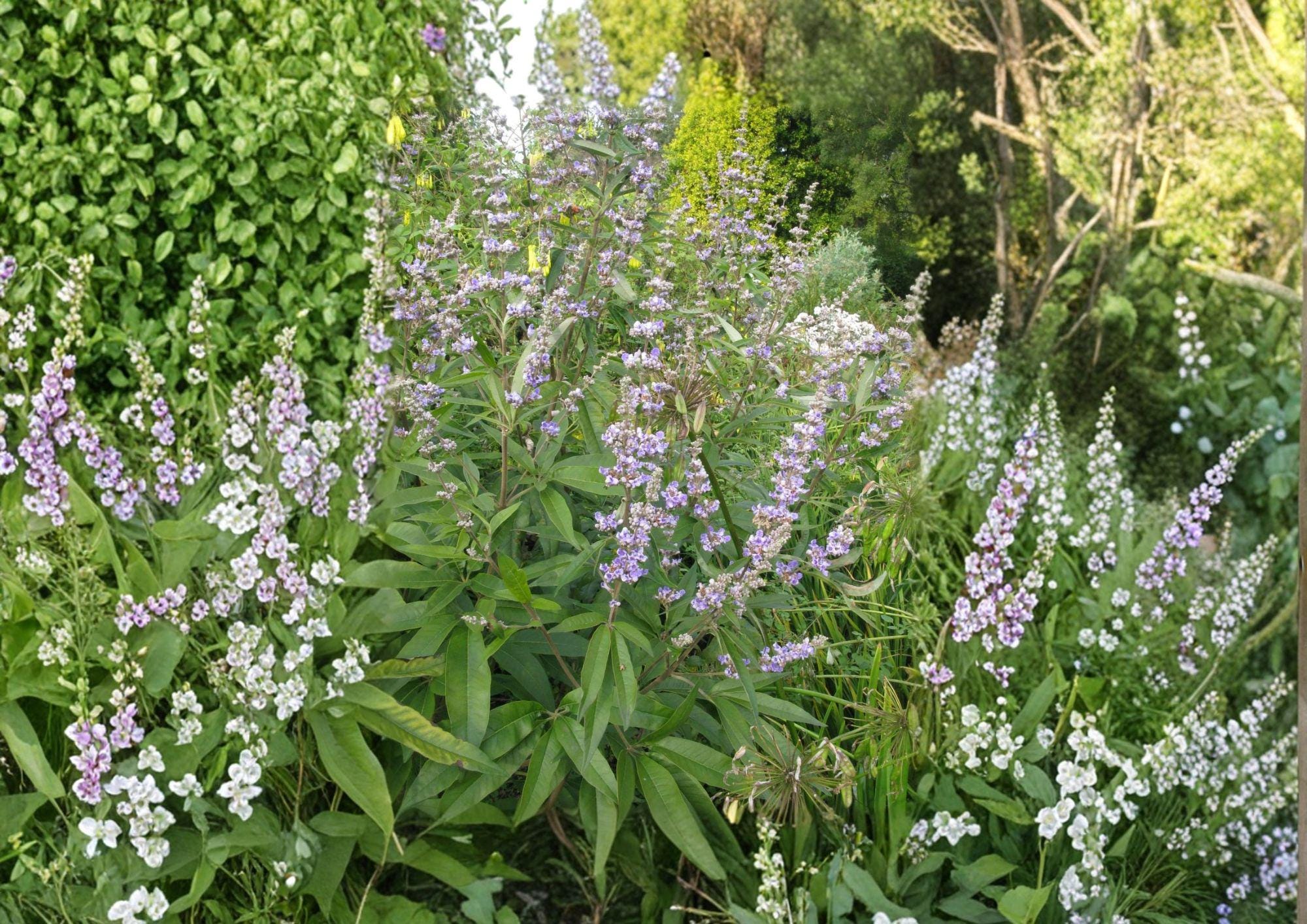 Texas Ebony Tree Seeds – Drought Tolerant Evergreen with Fragrant Cream Flowers, Pithecellobium flexicaule, 10 Seeds
