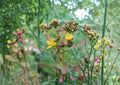 Hypericum Punctatum Seeds – 500 Native Wildflower Seeds for Dotted St. John’s Wort, Yellow Blooms, Pollinator Friendly, Perennial Plant