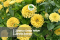 Zinnia Seeds + 100 Zydeco Deep Yellow Zinnia + Vibrant Large Blooms + Zinnia elegans