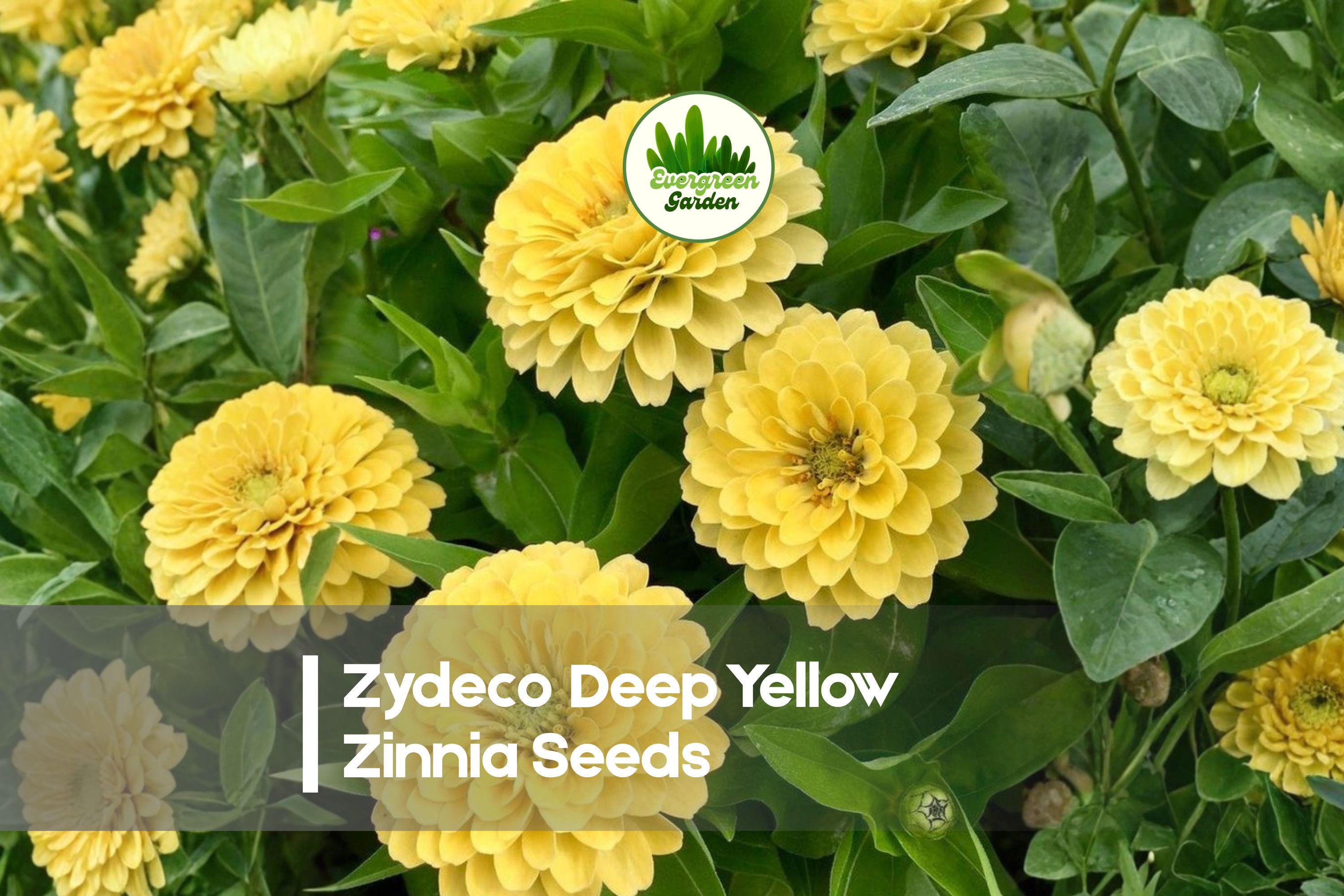 Zinnia Seeds + 100 Zydeco Deep Yellow Zinnia + Vibrant Large Blooms + Zinnia elegans