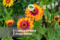 Carrousel Mixed Zinnia Seeds – Bright Colorful Double Blooms, Butterfly Attracting, Zinnia elegans, 100 Seeds