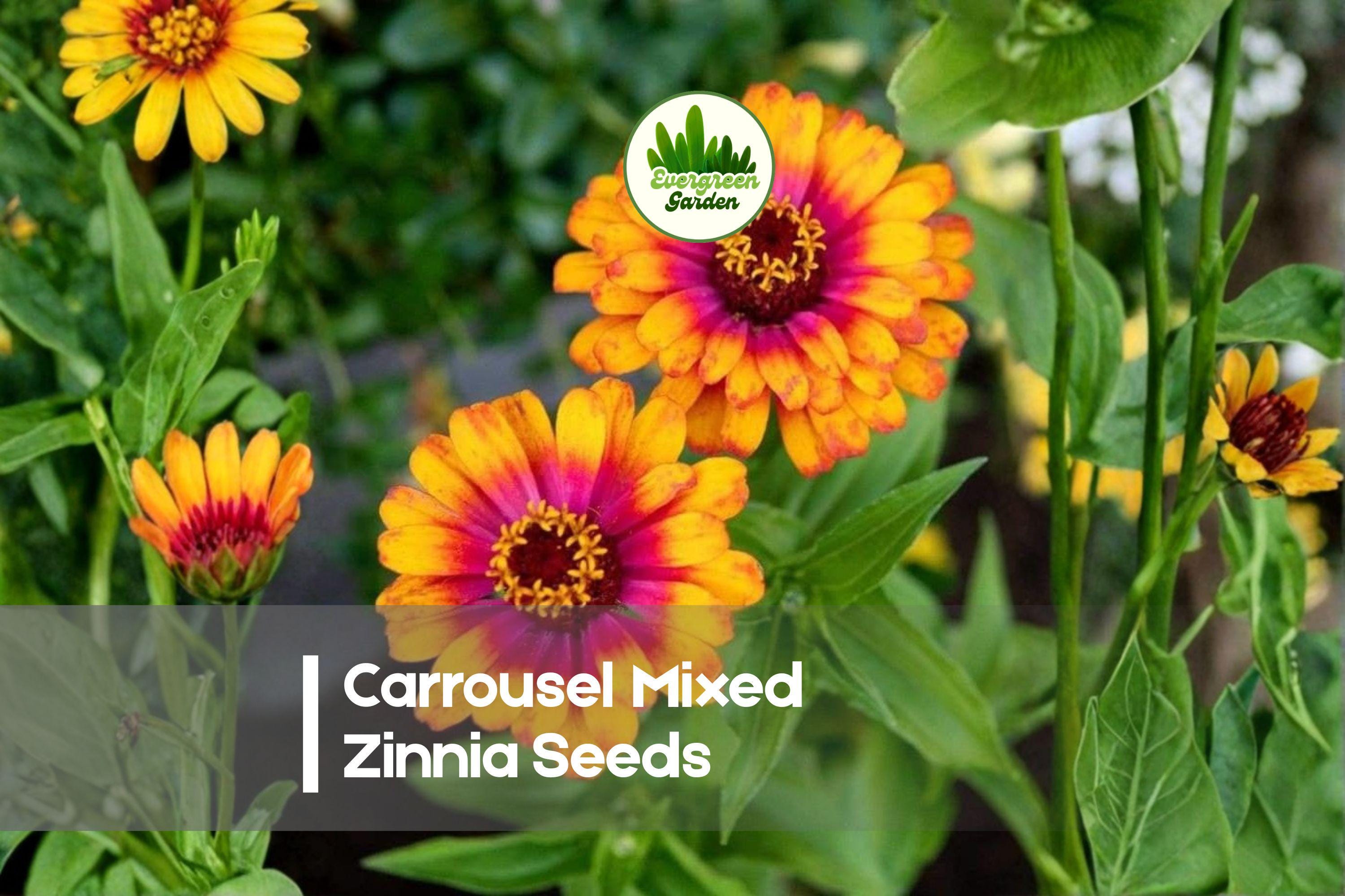 Carrousel Mixed Zinnia Seeds – Bright Colorful Double Blooms, Butterfly Attracting, Zinnia elegans, 100 Seeds