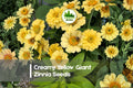 Creamy Yellow Giant Zinnia Seeds – Large Soft-Yellow Blooms, Easy to Grow, Butterfly Attractant, Zinnia elegans, 100 Seeds