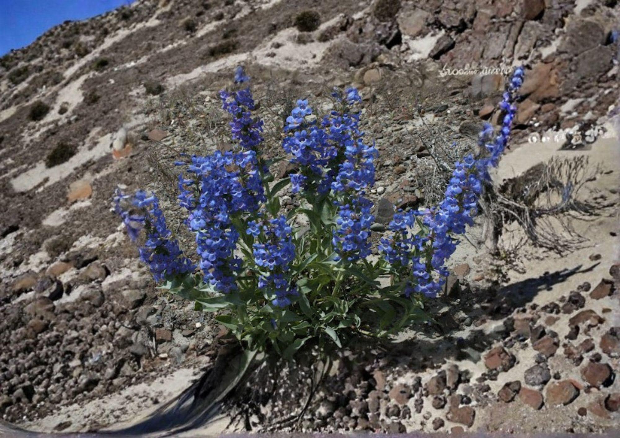 Sand Penstemon Seeds – 50 Native Wildflower Seeds, Blue Purple Tubular Blooms, Drought Tolerant Perennial, Penstemon Acuminatus