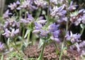 Pagoda Penstemon Seeds – 50 Native Wildflower Seeds, Lavender Blue Tubular Flowers, Penstemon Angustifolius, Drought Tolerant, Pollinator Friendly
