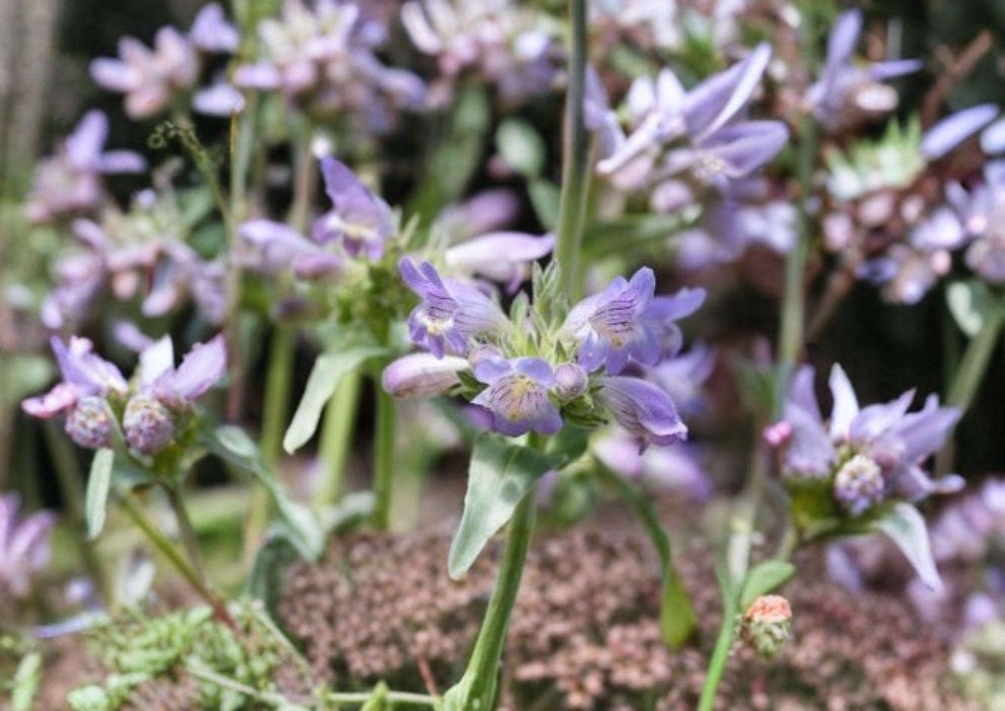 Pagoda Penstemon Seeds – 50 Native Wildflower Seeds, Lavender Blue Tubular Flowers, Penstemon Angustifolius, Drought Tolerant, Pollinator Friendly