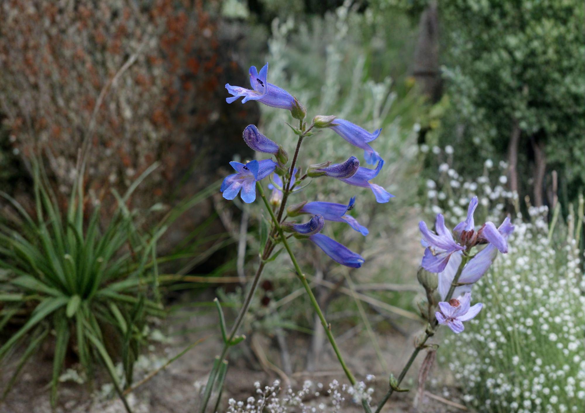 Penstemon Cyaneus Seeds – 50 Native Wildflower Seeds for Deep Blue Blooms, Drought Tolerant Perennial, Pollinator Friendly, Prairie Garden Plant