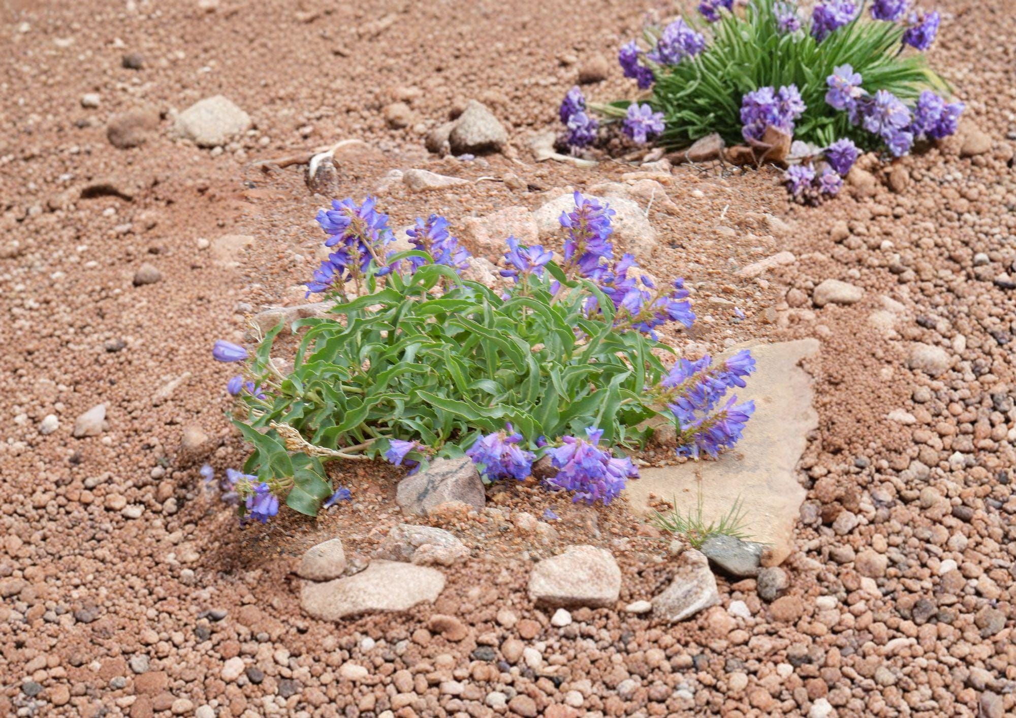 Penstemon Cyanocaulis Bluestem Beardtongue Seeds – 50 Native Wildflower Seeds for Blue Purple Blooms, Drought Tolerant, Pollinator Friendly