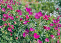 Purple Poppy Mallow Seeds - Magenta Ground Cover Native Perennial Callirhoe involucrata, Drought Tolerant Wildflower, Pollinator Attracting