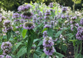Downy Wood Mint Seeds – Blephilia Ciliata, Fragrant Purple Wildflower, Native Perennial, Pollinator Attractant, 300 Seeds