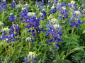 Lupinus texensis Texas Bluebonnet Flower Seeds – Annual Garden Plant for Borders & Natural Landscapes