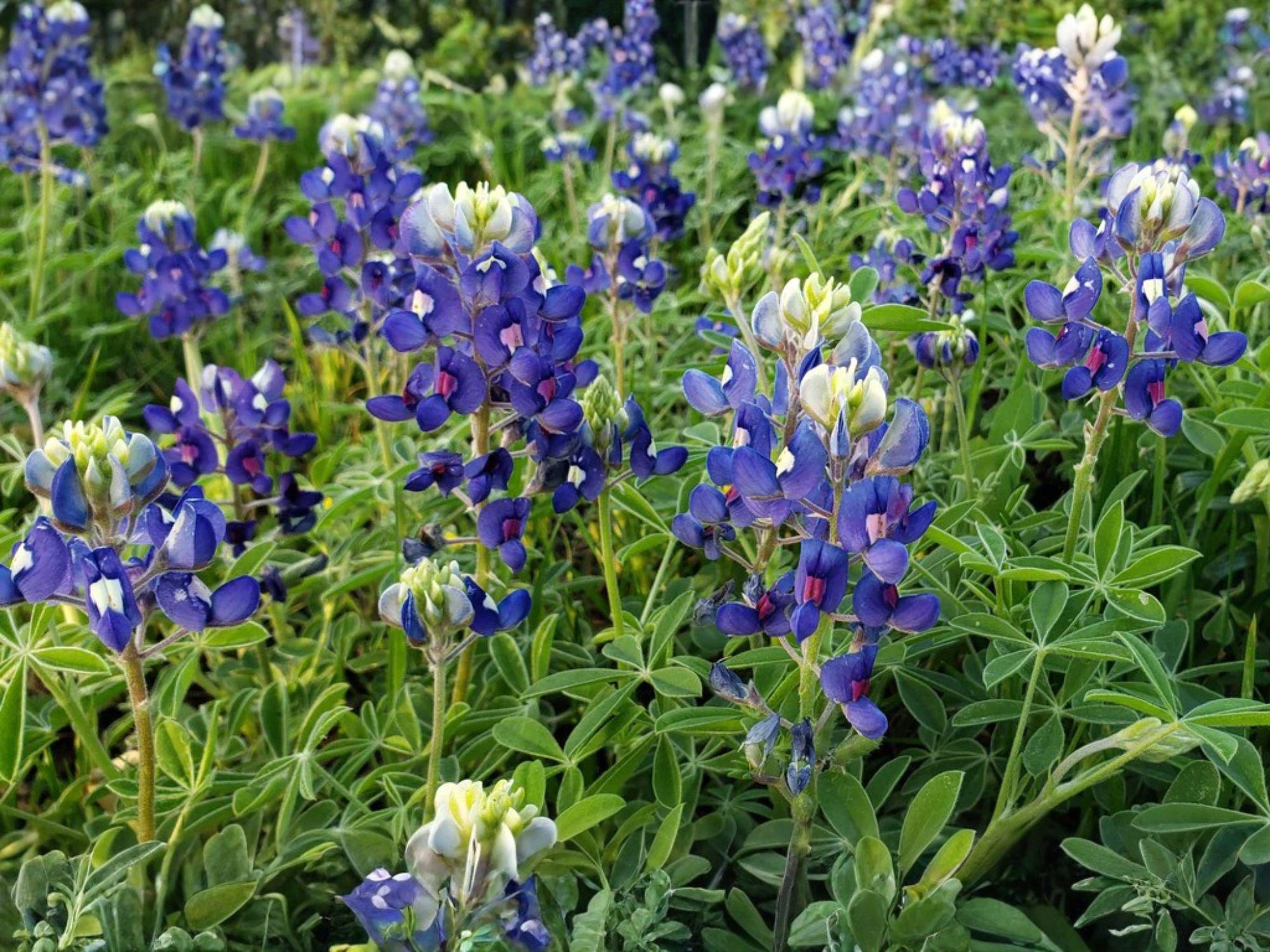 Lupinus texensis Texas Bluebonnet Flower Seeds – Annual Garden Plant for Borders & Natural Landscapes