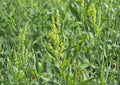 Pale Dock Seeds – Rumex altissimus Native Wetland Perennial for Wildlife Habitat, 100 Seeds
