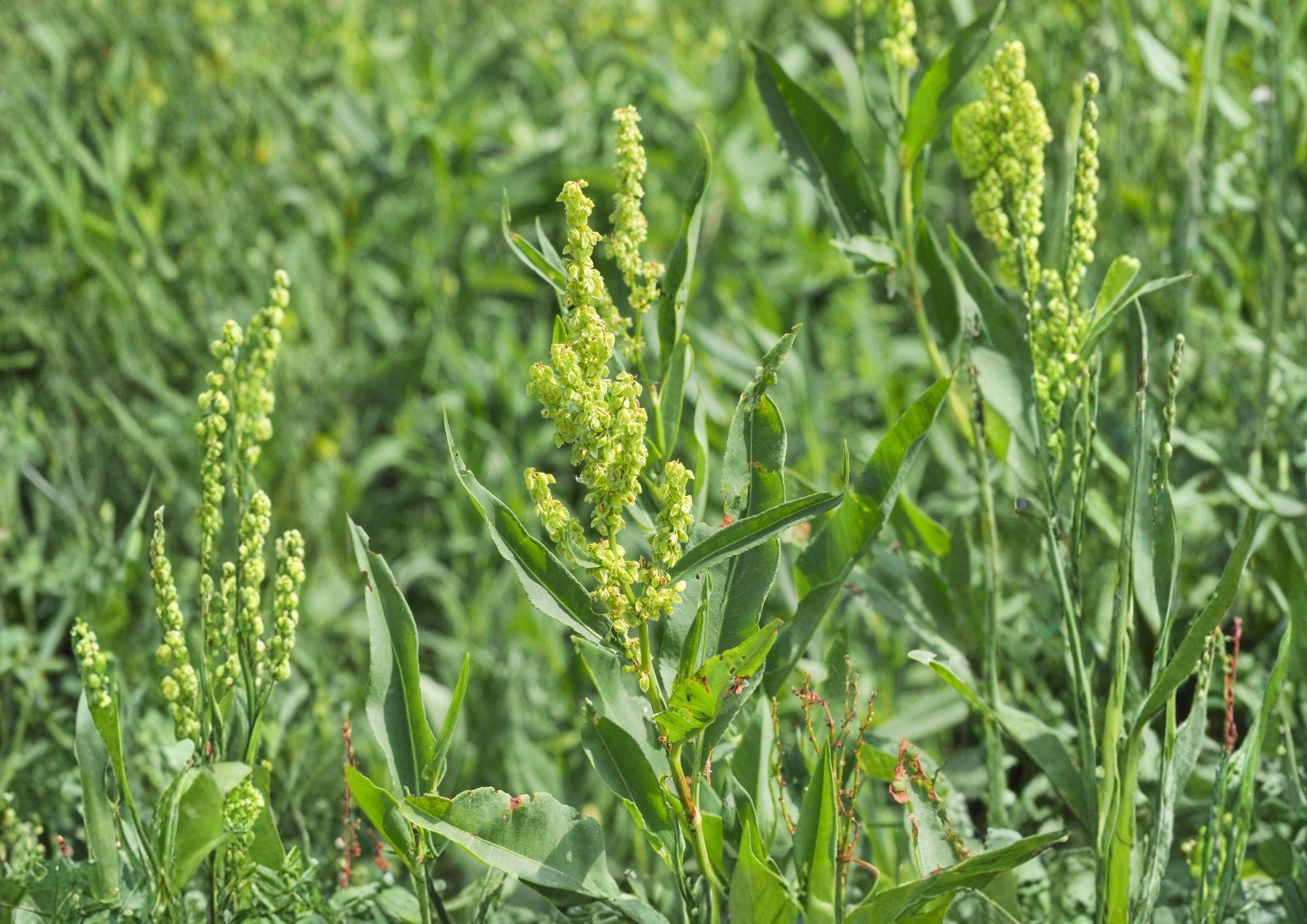 Pale Dock Seeds – Rumex altissimus Native Wetland Perennial for Wildlife Habitat, 100 Seeds