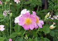 Illinois Rose Seeds – Native Fragrant Climbing Prairie Rose Rosa setigera for Wildlife Gardens and Pollinator Support