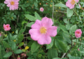 Swamp Rose Seeds – Rosa Palustris Native Shrub with Fragrant Pink Blooms & Red Rose Hips – 30 Seeds