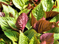 Jeok Ssam Ip Perilla Seeds – 500 Count, Korean Red Shiso Herb, Culinary & Garden Use, Perilla frutescens, Traditional Korean Herb