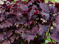 Red Aka Shiso Seeds – 100 Non-GMO Perilla frutescens Herb for Japanese Cuisine, Garnish, Pickling, Edible Landscape