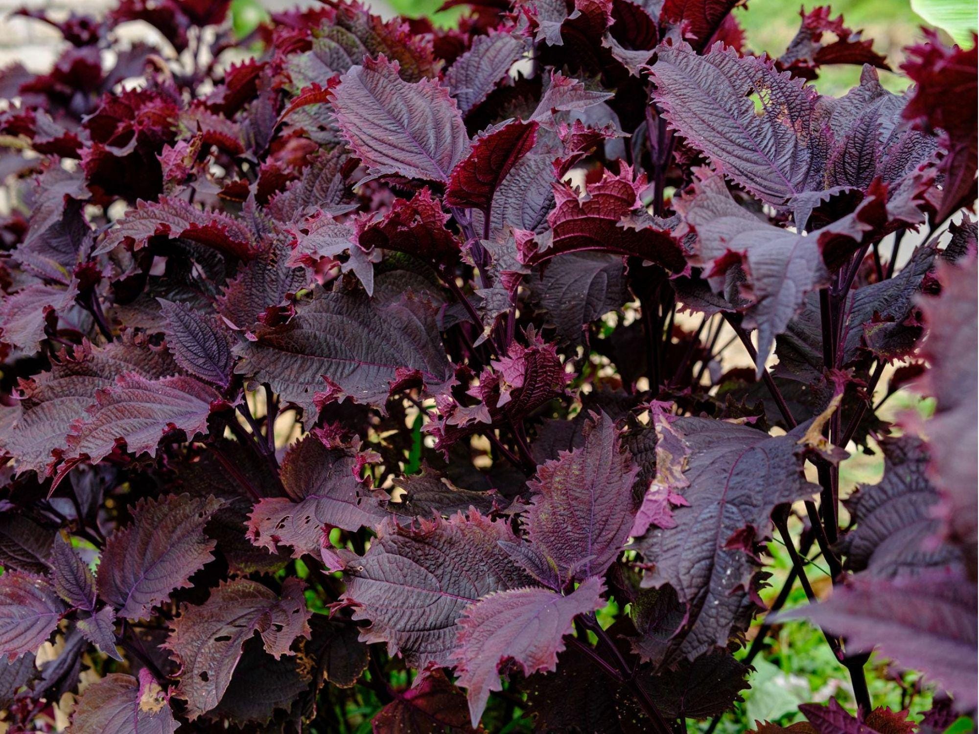 Red Aka Shiso Seeds – 100 Non-GMO Perilla frutescens Herb for Japanese Cuisine, Garnish, Pickling, Edible Landscape