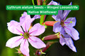 Lythrum alatum Seeds – Winged Loosestrife Native Wildflower for Pollinator Gardens & Wetlands, Perennial, Full Sun, Moist Soil