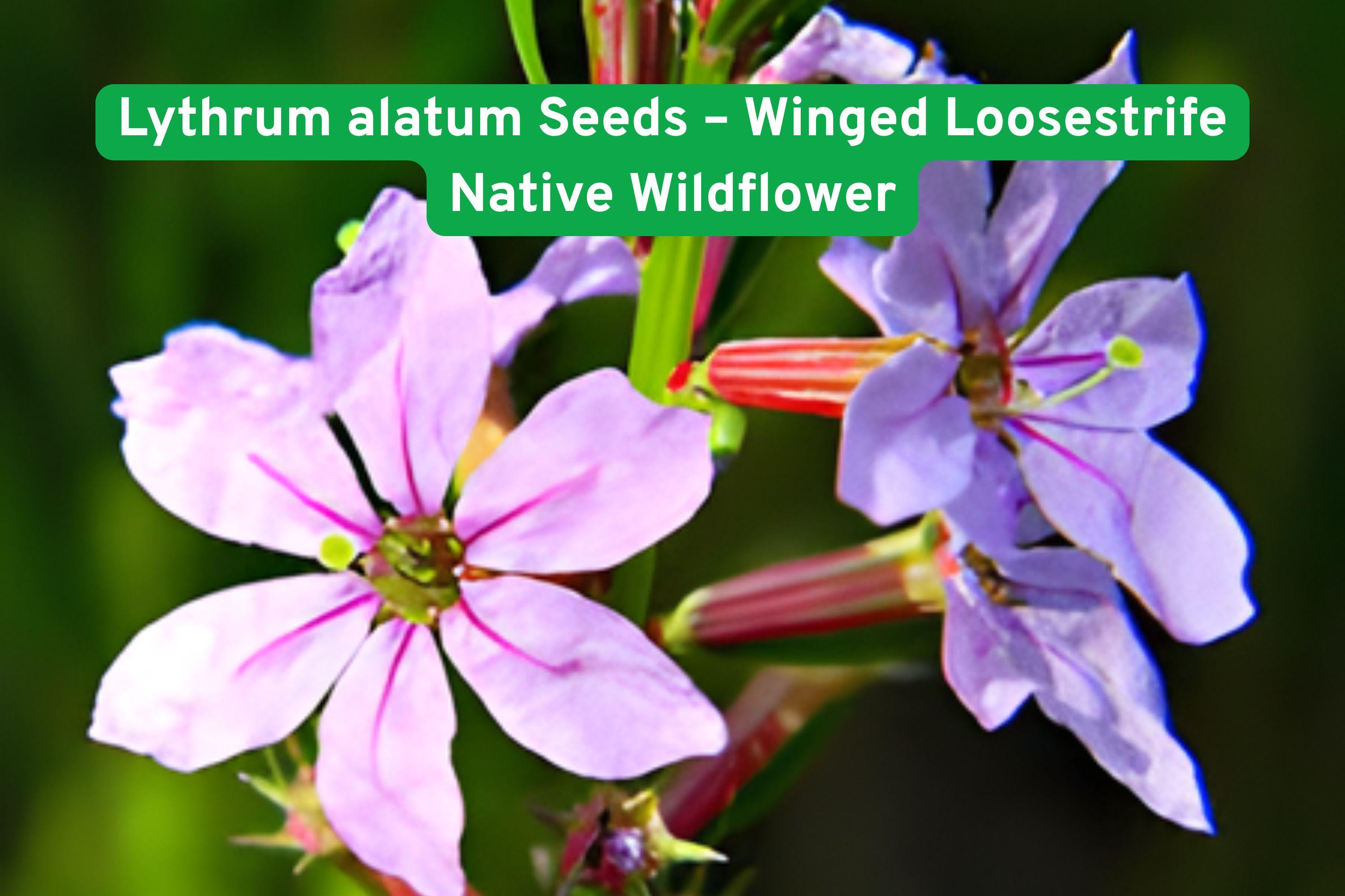 Lythrum alatum Seeds – Winged Loosestrife Native Wildflower for Pollinator Gardens & Wetlands, Perennial, Full Sun, Moist Soil