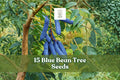 15 Blue Bean Tree Seeds – Decaisnea fargesii Ornamental Shrub with Blue Seed Pods, Deciduous Landscape Plant